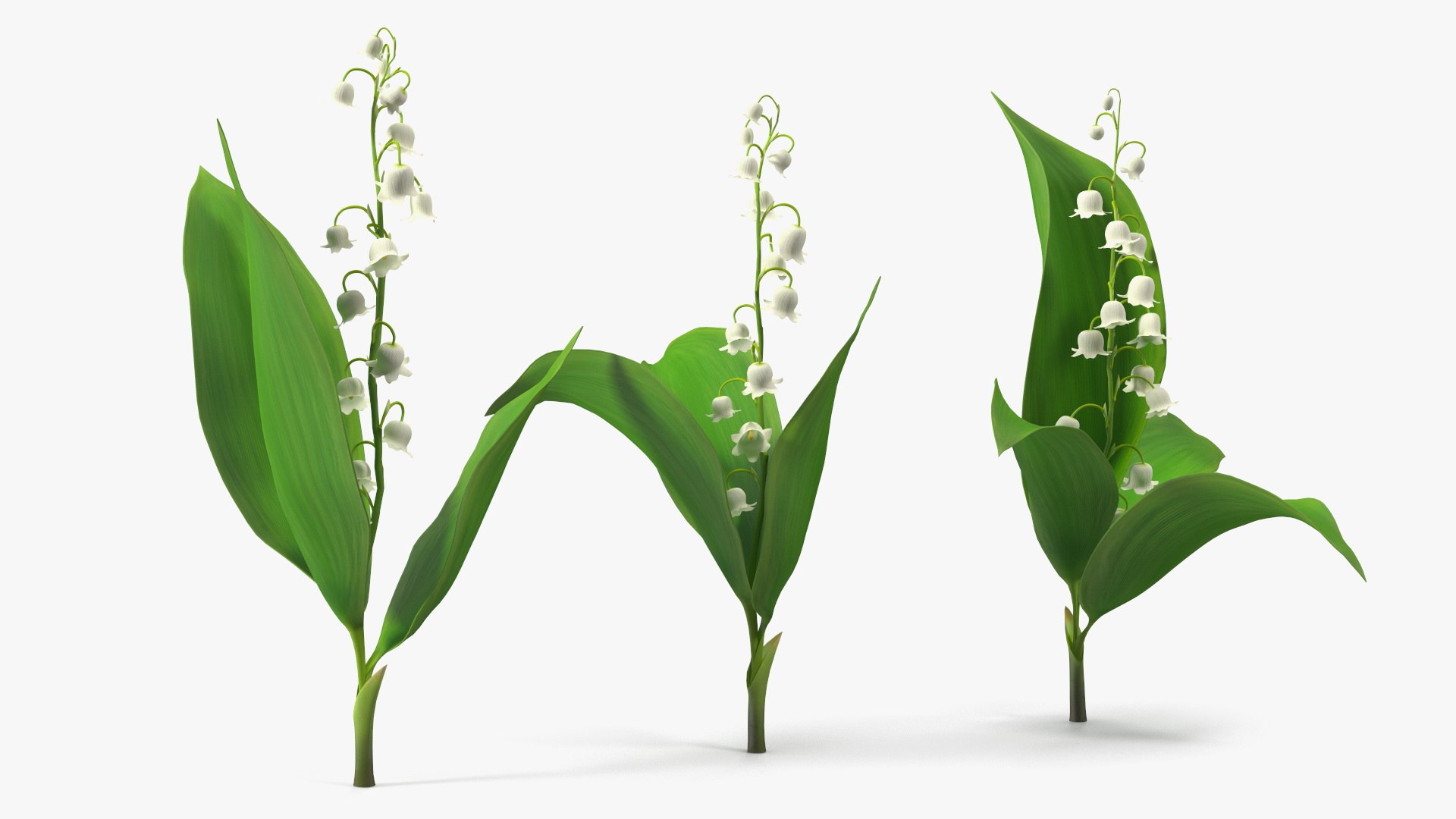 3D Lily of the Valley 3 Branches https://p.turbosquid.com/ts-thumb/zU/Dxay6b/mN/lilyofthevalley3branchesvray3dmodel006/jpg/1654089589/1920x1080/fit_q87/691fe9defc32fae49de94ab9e029b2da5399b726/lilyofthevalley3branchesvray3dmodel006.jpg
