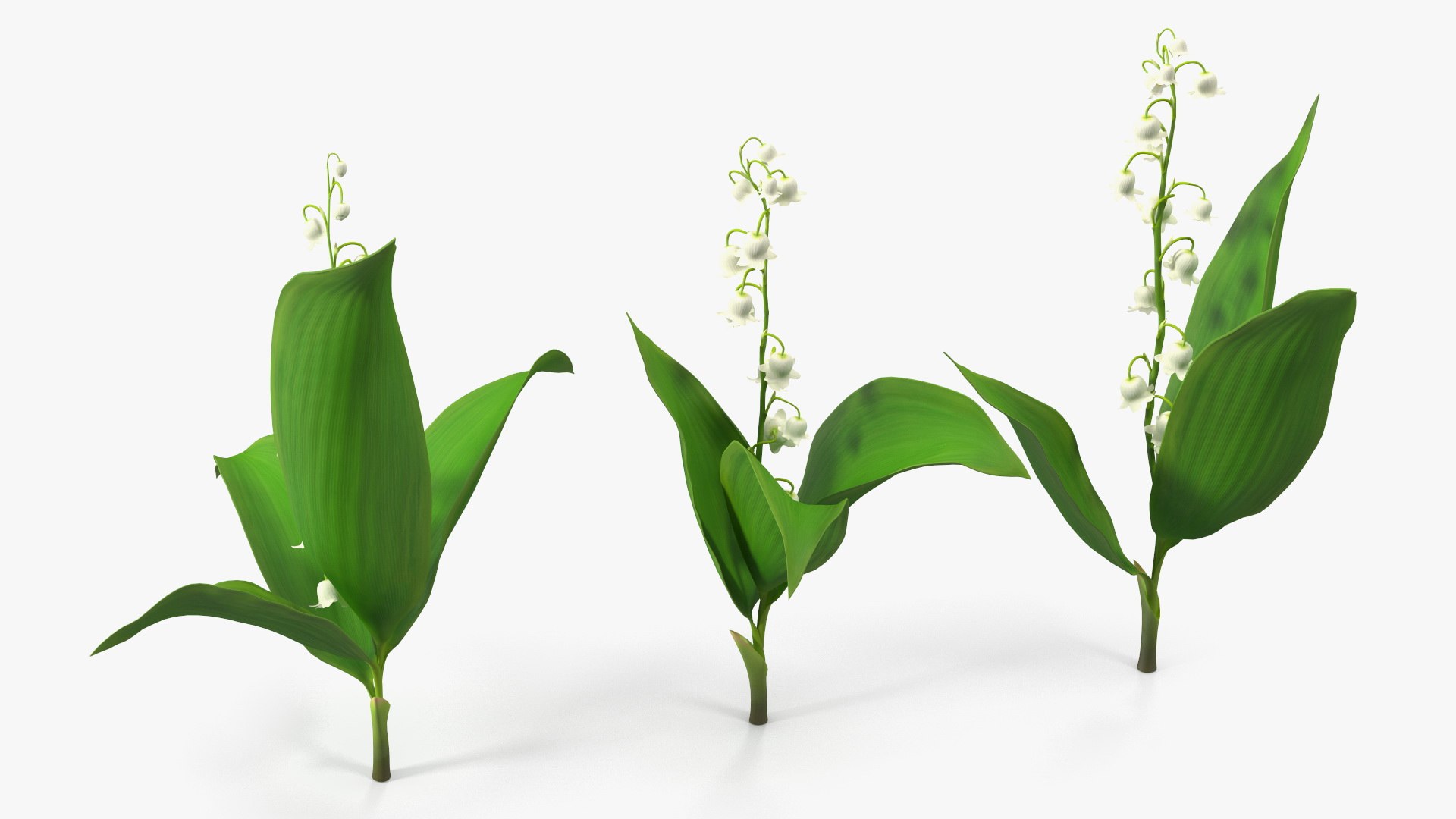 3D Lily of the Valley 3 Branches https://p.turbosquid.com/ts-thumb/zU/Dxay6b/rD/lilyofthevalley3branchesvray3dmodel008/jpg/1654089595/1920x1080/fit_q87/d6d495f1c9c134f002d1e034d3e60bfe7e8ea90d/lilyofthevalley3branchesvray3dmodel008.jpg