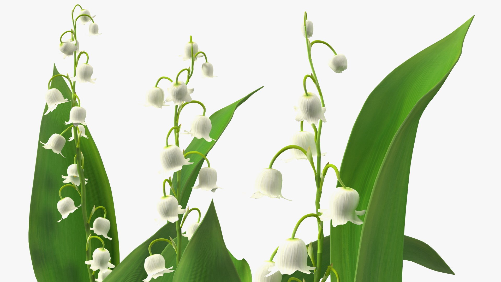 3D Lily of the Valley 3 Branches https://p.turbosquid.com/ts-thumb/zU/Dxay6b/so/lilyofthevalley3branchesvray3dmodel015/jpg/1654089621/1920x1080/fit_q87/982c591952476c3f31ce6b1fa01d3d730587f33d/lilyofthevalley3branchesvray3dmodel015.jpg