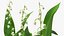 Lily of the Valley 3 Branches