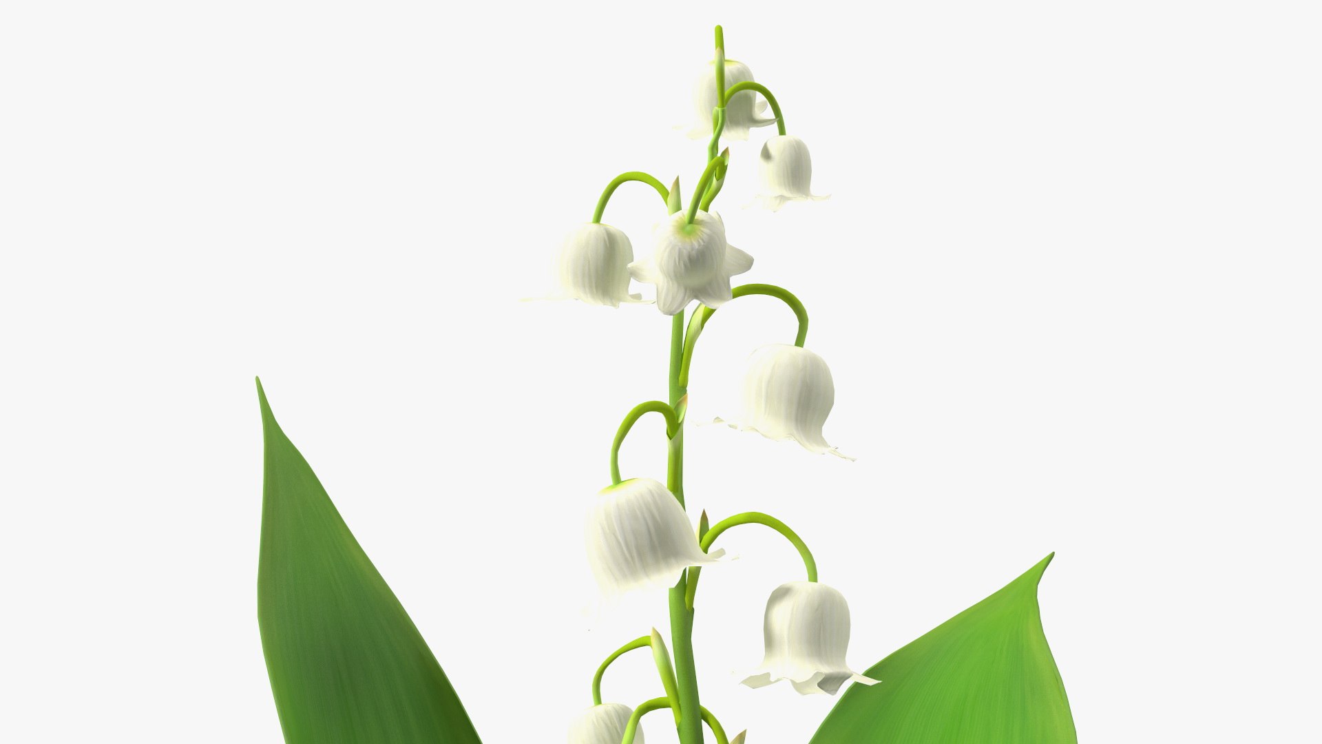 3D Lily of the Valley 3 Branches https://p.turbosquid.com/ts-thumb/zU/Dxay6b/tP/lilyofthevalley3branchesvray3dmodel012/jpg/1654089610/1920x1080/fit_q87/3773a3e029c4293d722bfc7bee93c3b0cf890994/lilyofthevalley3branchesvray3dmodel012.jpg