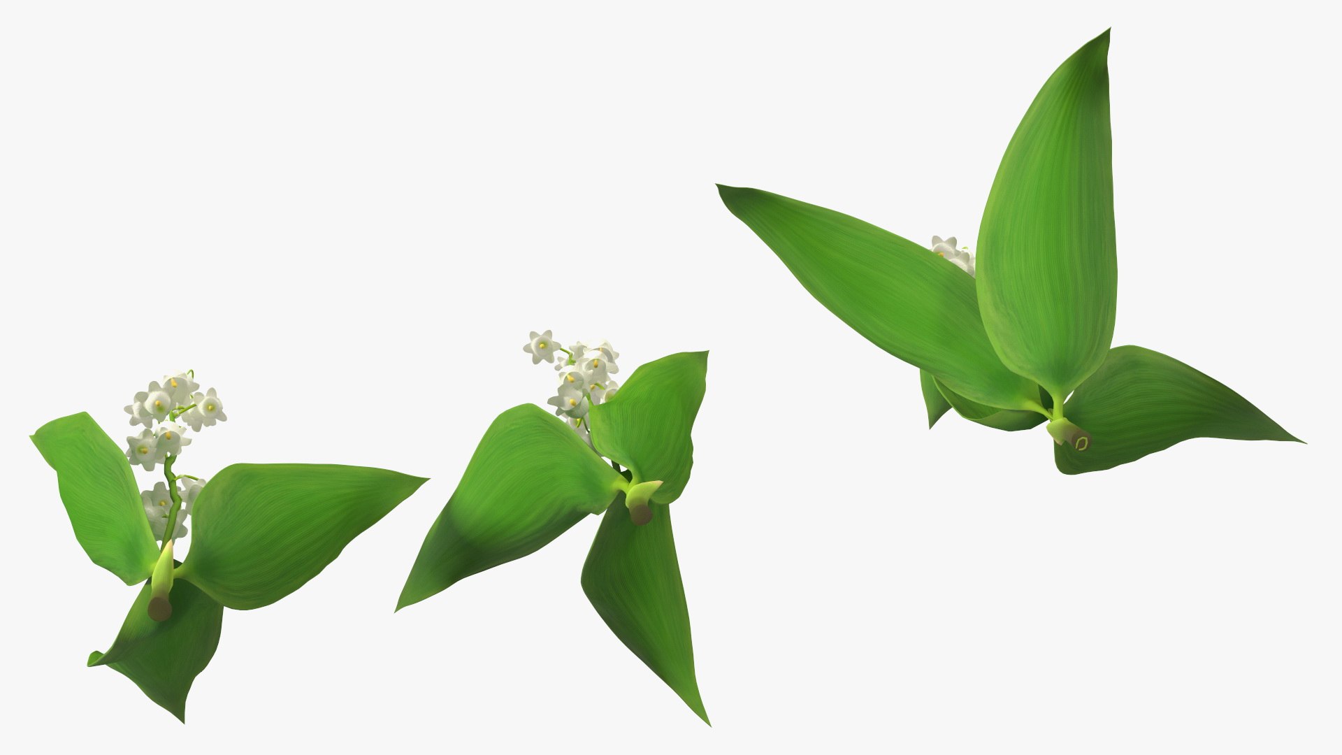 3D Lily of the Valley 3 Branches https://p.turbosquid.com/ts-thumb/zU/Dxay6b/yC/lilyofthevalley3branchesvray3dmodel010/jpg/1654089602/1920x1080/fit_q87/3fb36aeb11fb83e94703a1e7a2c458cc651aa512/lilyofthevalley3branchesvray3dmodel010.jpg