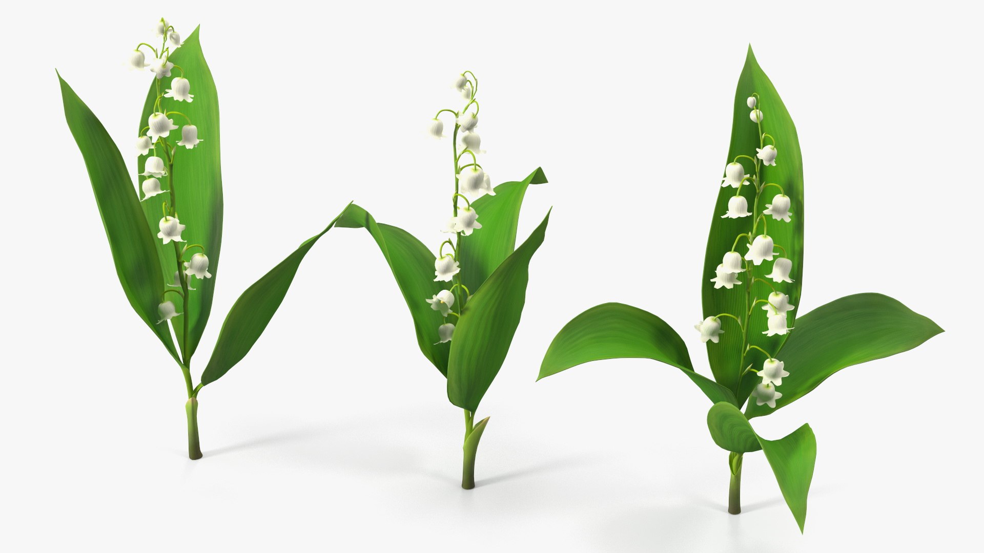 3D Lily of the Valley 3 Branches https://p.turbosquid.com/ts-thumb/zU/Dxay6b/za/lilyofthevalley3branchesvray3dmodel001/jpg/1654089572/1920x1080/fit_q87/ff55e617fd3d469382d23d9402676c08e4f6fc7c/lilyofthevalley3branchesvray3dmodel001.jpg