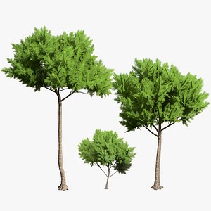 Mediterranean Pines 3D Model