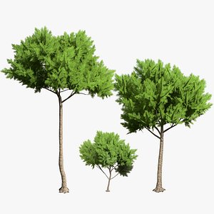 Mediterranean Pines 3D Model