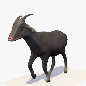 Animated Single Goat Walking