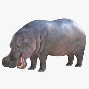 3D Hippopotamus