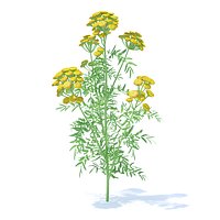 Tansy 3D Model