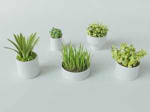 3D Succulent in pot 5 Low-poly 3D model model