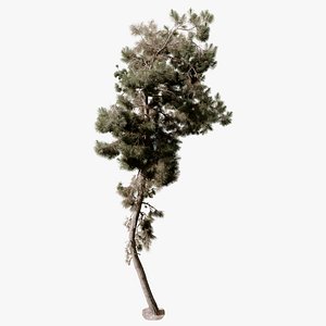 Pine Tree 03 Photorealistic 3D Scanned Tree 3D model