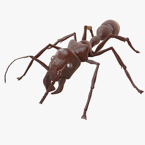 3d model bullet ant rigged