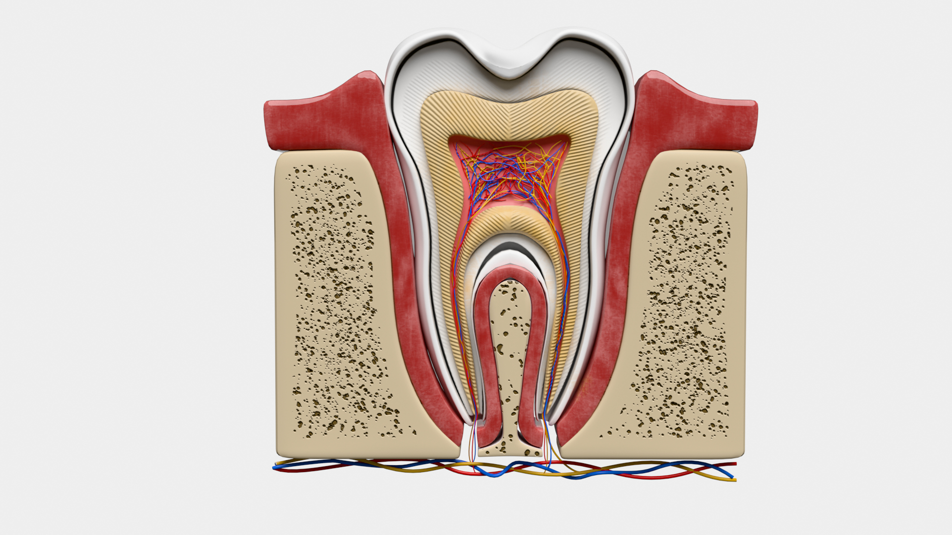 Teeth Anatomy Cutaway model https://p.turbosquid.com/ts-thumb/zU/dsSFRY/7Q/0001/png/1758222376/1920x1080/turn_fit_q99/8852dd1396498463144f930e50453aac7a577bb5/0001-1.jpg