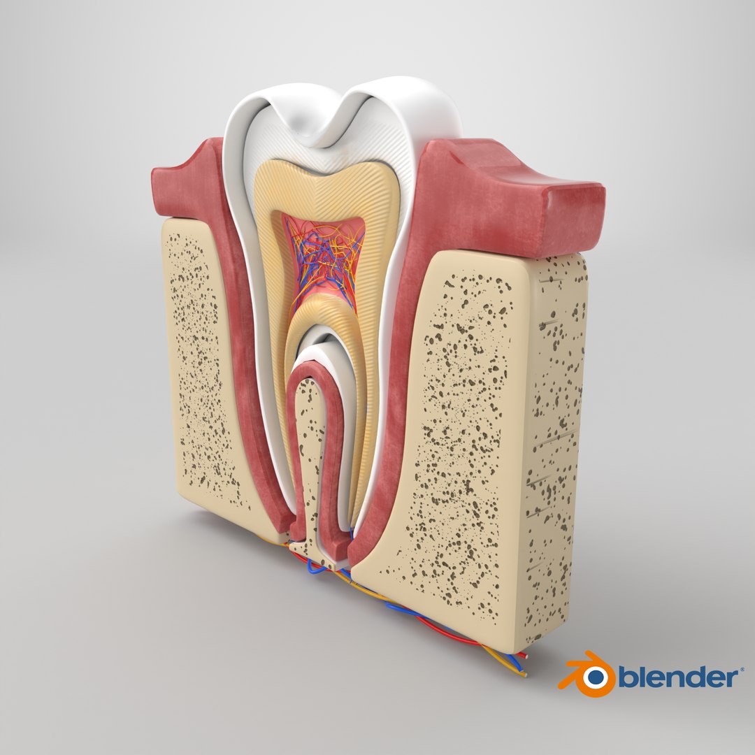 Teeth Anatomy Cutaway model https://p.turbosquid.com/ts-thumb/zU/dsSFRY/ET/stemcell_blender_cycles_render/png/1758274749/1920x1080/fit_q87/ab3dc36b6381dde02ec1708b4ed7fed9a050fe18/stemcell_blender_cycles_render.jpg