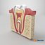 Teeth Anatomy Cutaway