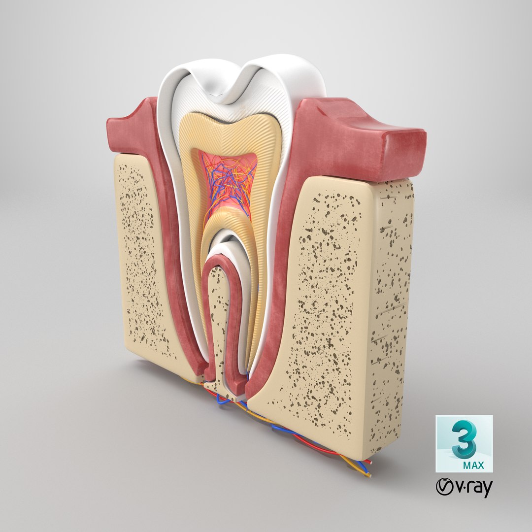Teeth Anatomy Cutaway model https://p.turbosquid.com/ts-thumb/zU/dsSFRY/Ee/stemcell_max_vray_render/png/1758274759/1920x1080/fit_q87/98d789f496fd4a6b0ca31663a0eea2ede013bdf1/stemcell_max_vray_render.jpg