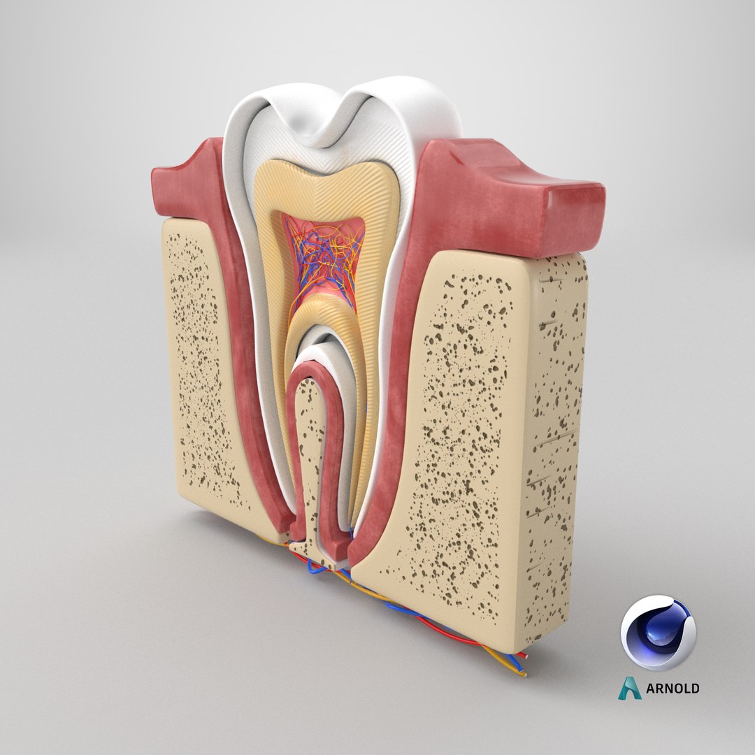 Teeth Anatomy Cutaway model https://p.turbosquid.com/ts-thumb/zU/dsSFRY/F3/stemcell_cinema_4d_arnold_render/png/1758274755/1920x1080/fit_q87/423c3aefa346118f01e88638ef24145217ae7778/stemcell_cinema_4d_arnold_render.jpg