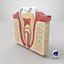 Teeth Anatomy Cutaway
