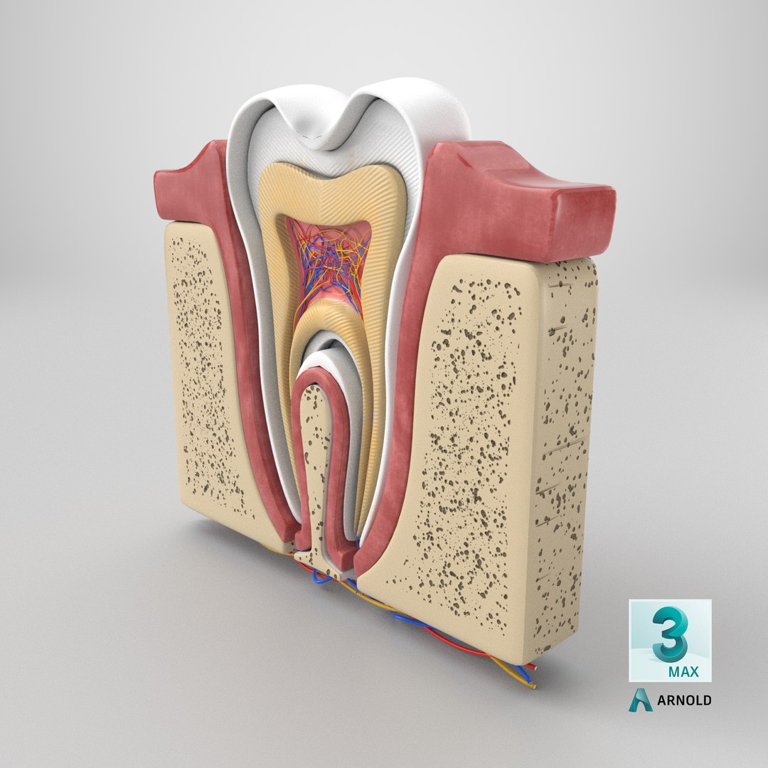Teeth Anatomy Cutaway model https://p.turbosquid.com/ts-thumb/zU/dsSFRY/Ga/stemcell_max_arnold_render/png/1758274761/1920x1080/fit_q87/9ac53c4ca301368121af4eff46457818c8066aa0/stemcell_max_arnold_render.jpg