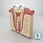 Teeth Anatomy Cutaway