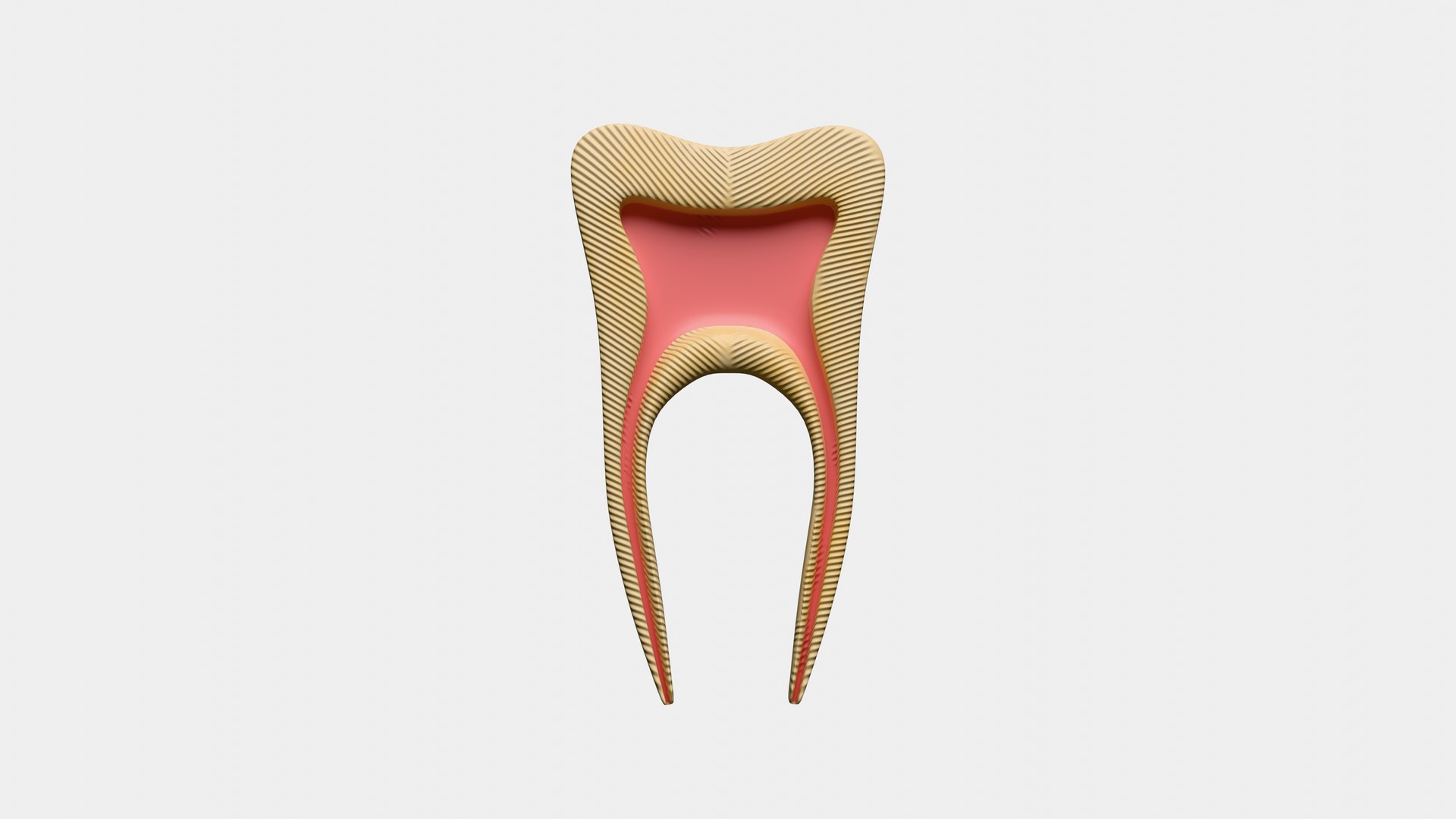 Teeth Anatomy Cutaway model https://p.turbosquid.com/ts-thumb/zU/dsSFRY/Kh/0008/png/1758222305/1920x1080/fit_q87/d960bb9995e76c8a6b59b13be27cce733b12ee19/0008.jpg