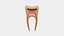 Teeth Anatomy Cutaway
