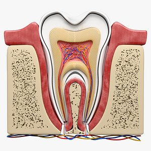 Teeth Anatomy Cutaway model