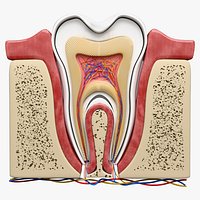 Teeth Anatomy Cutaway