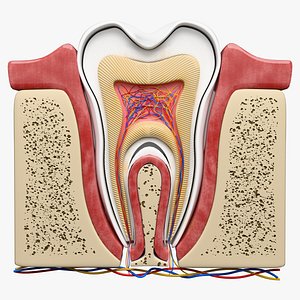 Teeth Anatomy Cutaway