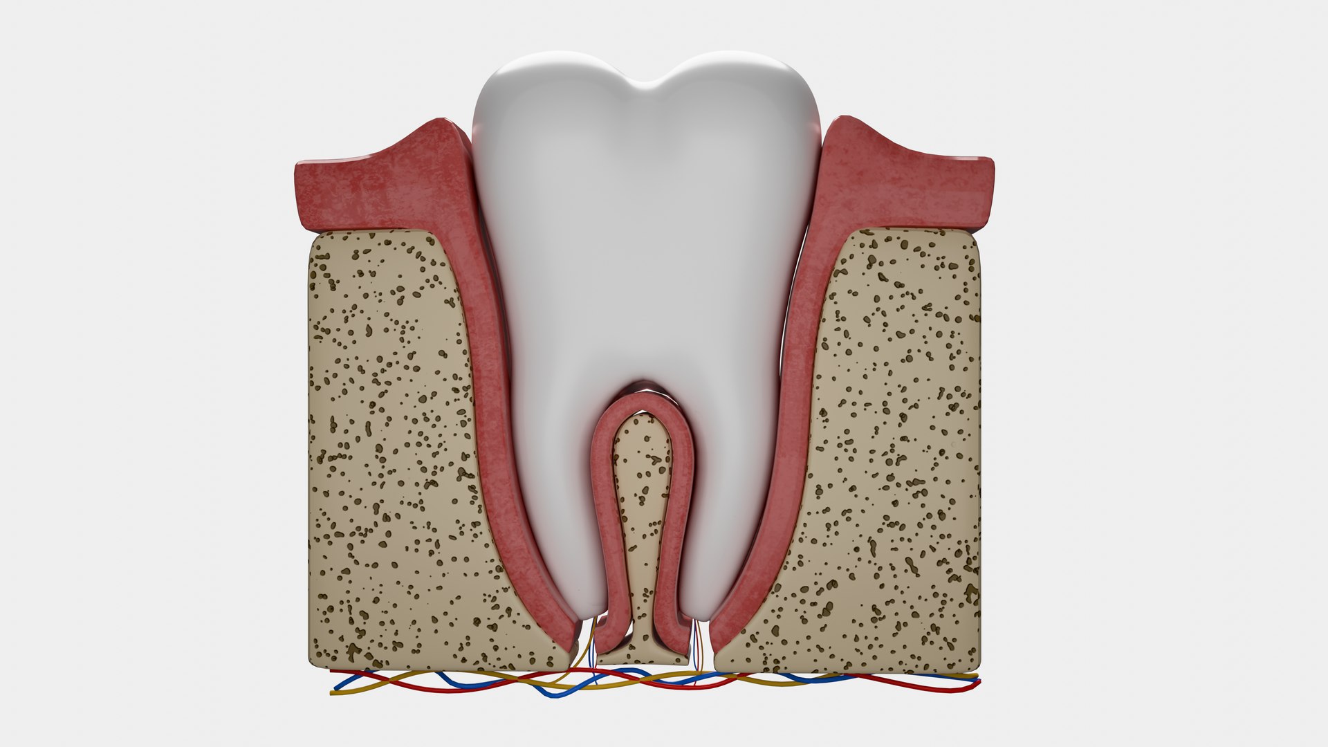 Teeth Anatomy Cutaway model https://p.turbosquid.com/ts-thumb/zU/dsSFRY/RG/0004/png/1758222302/1920x1080/fit_q87/af547fddf12f9b272e1b5a9d60f1ecdf7b04a70d/0004.jpg