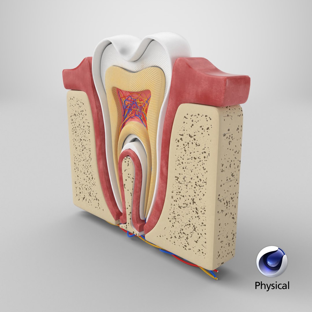 Teeth Anatomy Cutaway model https://p.turbosquid.com/ts-thumb/zU/dsSFRY/TQ/stemcell_cinema_4d_physical_render/png/1758274757/1920x1080/fit_q87/4efb9bc24ca1493109ecc2de73a5af94af82e9e4/stemcell_cinema_4d_physical_render.jpg