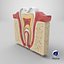 Teeth Anatomy Cutaway