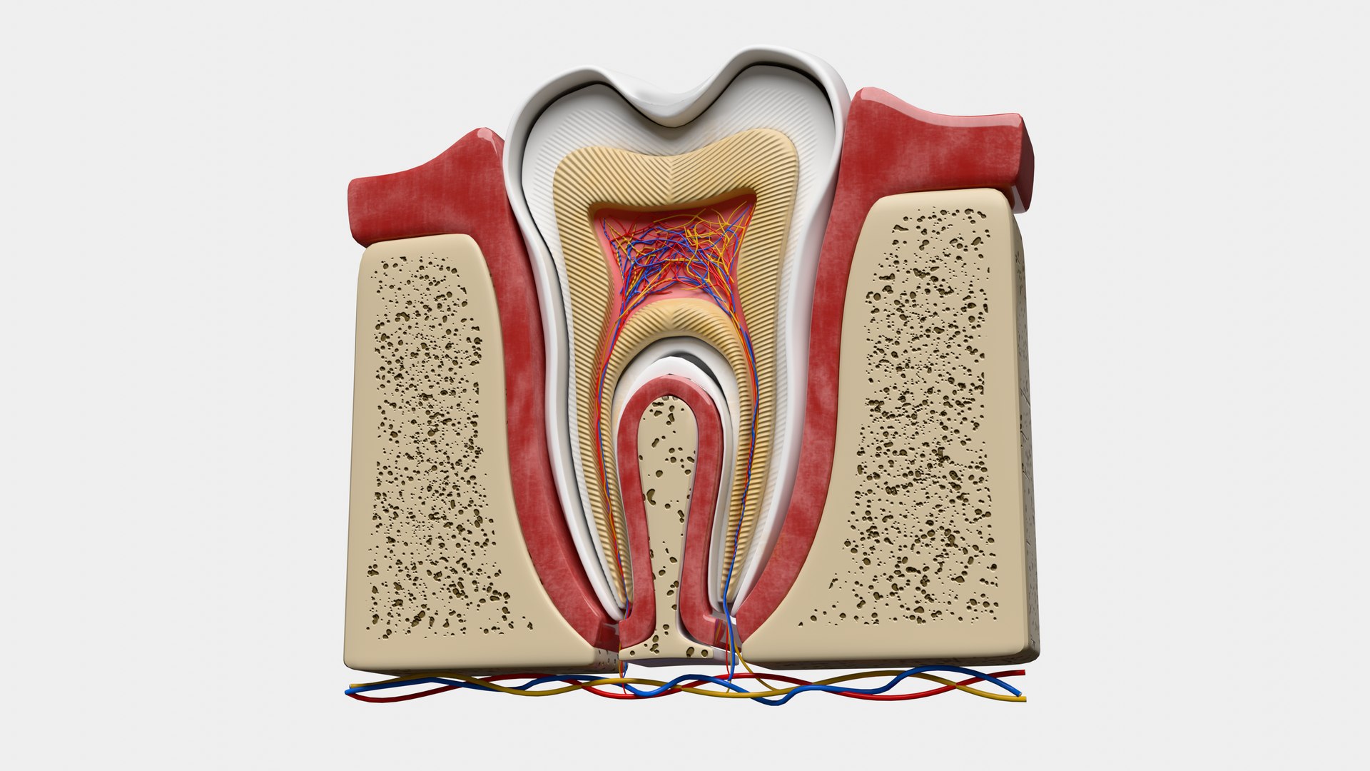 Teeth Anatomy Cutaway model https://p.turbosquid.com/ts-thumb/zU/dsSFRY/Ux/0010/png/1758222307/1920x1080/fit_q87/c74aa47d6663447c5f28de355105a638939912ab/0010.jpg