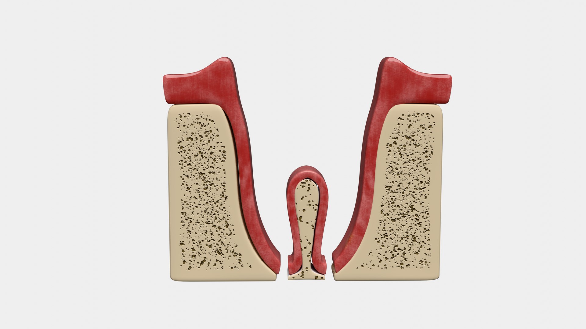 Teeth Anatomy Cutaway model https://p.turbosquid.com/ts-thumb/zU/dsSFRY/fn/0006/png/1758222302/1920x1080/fit_q87/79fde060d6286a2f54cfea390fdd7b679c7cc007/0006.jpg