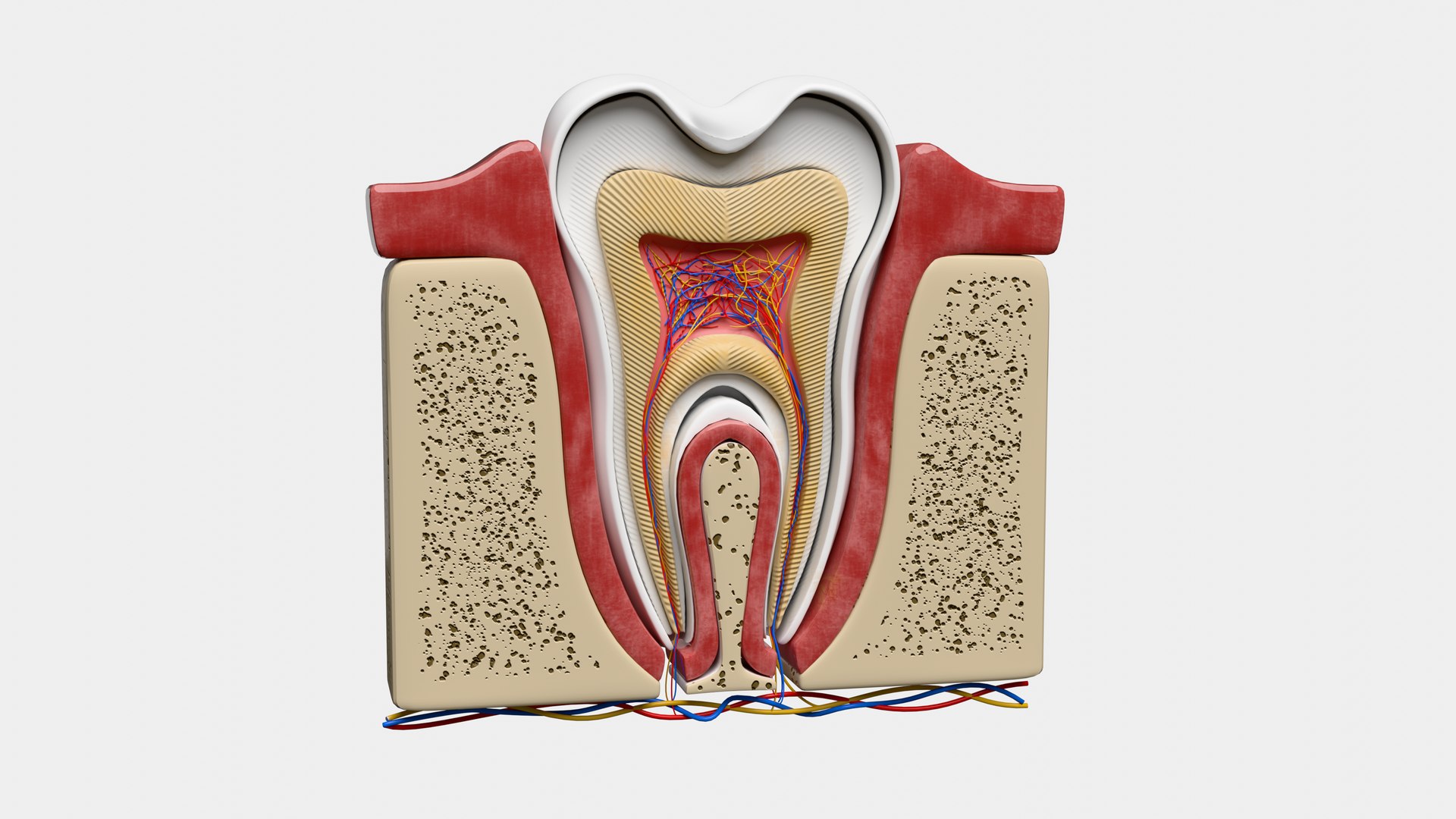 Teeth Anatomy Cutaway model https://p.turbosquid.com/ts-thumb/zU/dsSFRY/oa/0005/png/1758222303/1920x1080/fit_q87/9442bc7501ae12b2fd144b4e5bae1afd14724023/0005.jpg