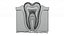 Teeth Anatomy Cutaway