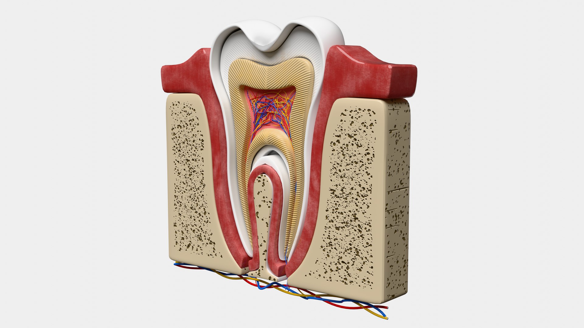 Teeth Anatomy Cutaway model https://p.turbosquid.com/ts-thumb/zU/dsSFRY/vu/0002/png/1758222298/1920x1080/fit_q87/ff6fe0a575a87225cebc5317dee4103bd96306a6/0002.jpg