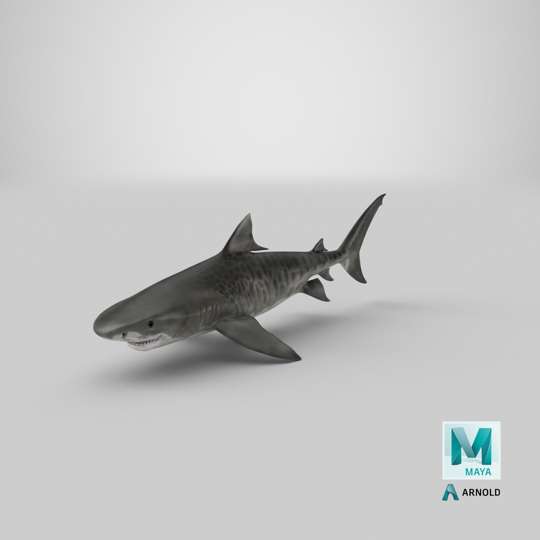 3d tiger shark https://p.turbosquid.com/ts-thumb/zU/oaMDGp/0e/render.00015/png/1669827066/1920x1080/fit_q87/54806170fe713b811b5a5bd3717c662e9c20ea41/render.00015.jpg