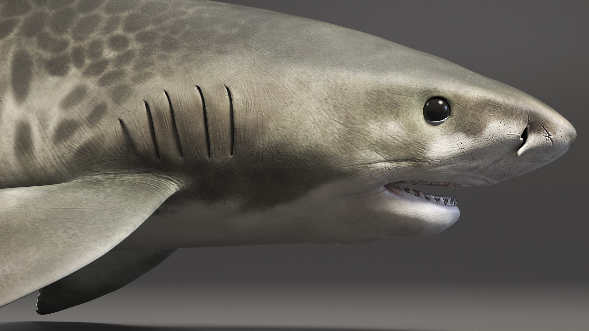 3d tiger shark https://p.turbosquid.com/ts-thumb/zU/oaMDGp/29/tiger_shark_010/jpg/1669365526/1920x1080/fit_q87/f37ce618b1e70cb2dfa25c7386bfb9a31014b2e2/tiger_shark_010.jpg