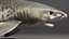 Tiger Shark