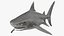 Tiger Shark