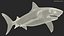 Tiger Shark