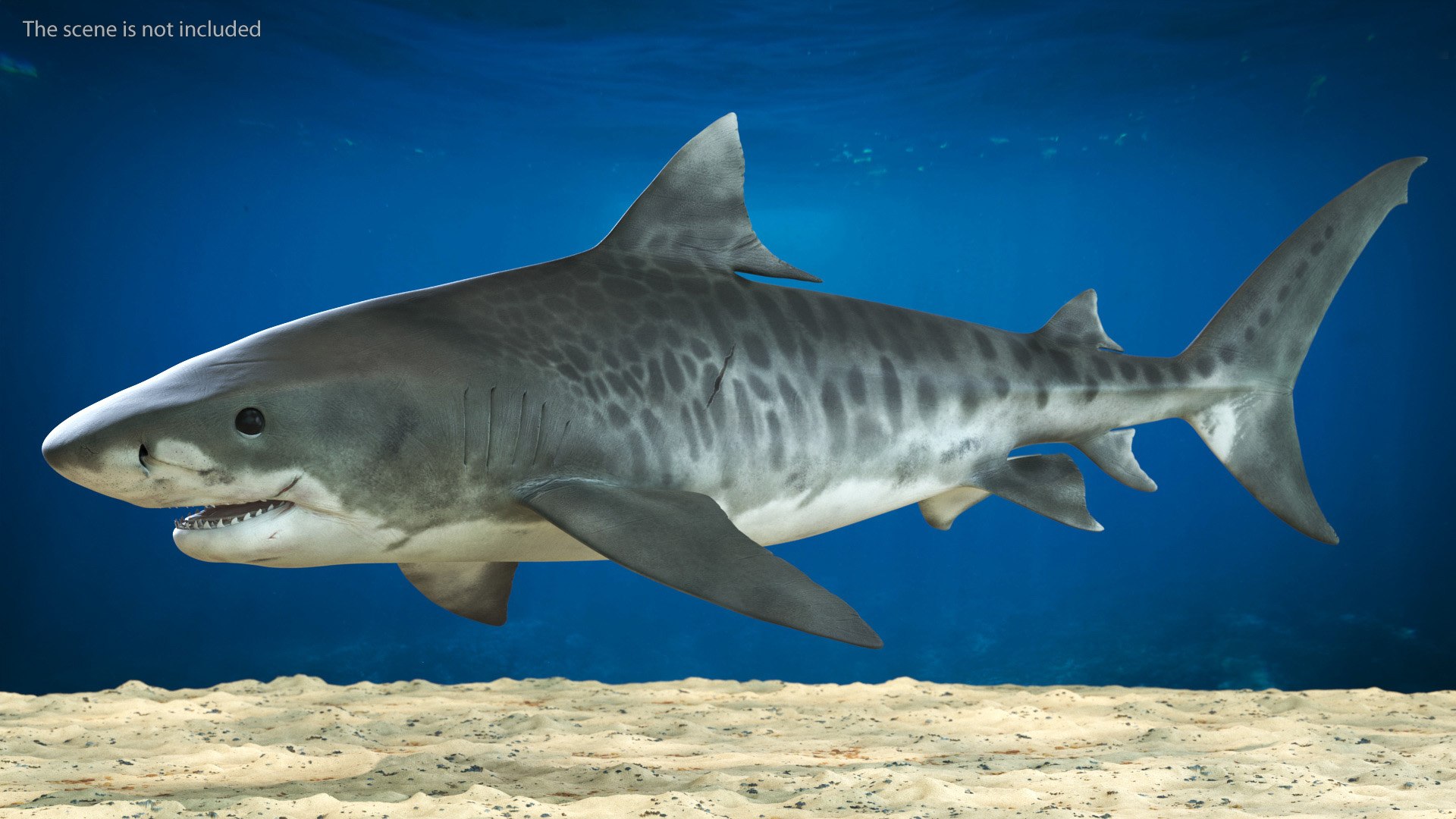 3d tiger shark https://p.turbosquid.com/ts-thumb/zU/oaMDGp/7m/tiger_shark_003/jpg/1669365523/1920x1080/fit_q87/bf9c008fa39948a0b0d5ff33c0b4b8ce78213362/tiger_shark_003.jpg