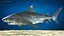 Tiger Shark