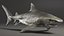 Tiger Shark