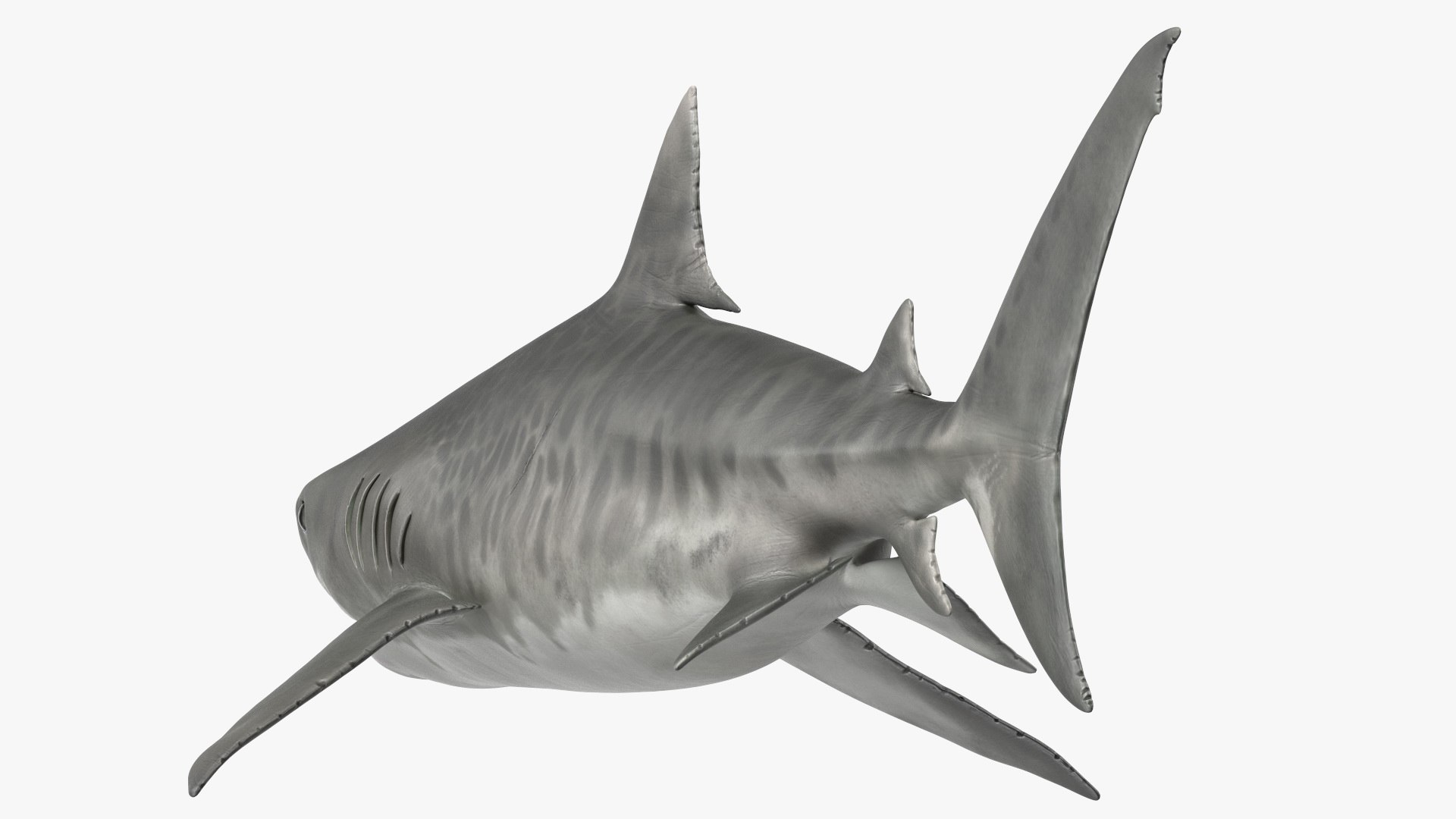 3d tiger shark https://p.turbosquid.com/ts-thumb/zU/oaMDGp/BI/tiger_shark_014/jpg/1669365528/1920x1080/fit_q87/052d9e37893185241a0fb3fa3e7fe6237fd17ba6/tiger_shark_014.jpg