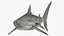 Tiger Shark