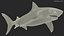 Tiger Shark