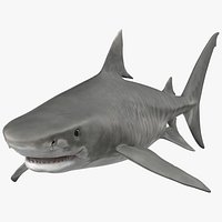 Tiger Shark