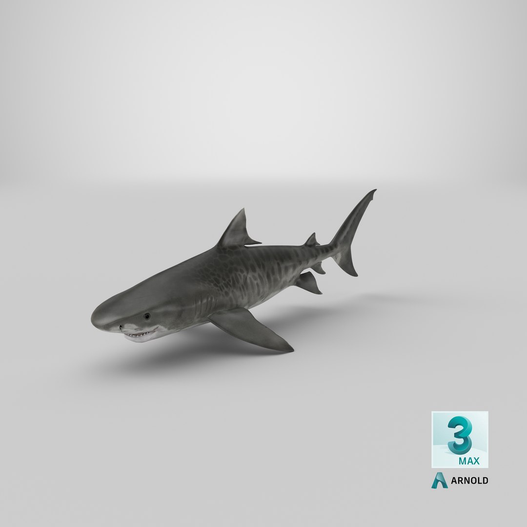 3d tiger shark https://p.turbosquid.com/ts-thumb/zU/oaMDGp/E5/render.00012/png/1669827065/1920x1080/fit_q87/1164f8f86baeed342a67a5f6791e998bf2b0adb6/render.00012.jpg