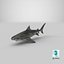 Tiger Shark